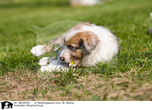 Australian Shepherd pup / BD-00551
