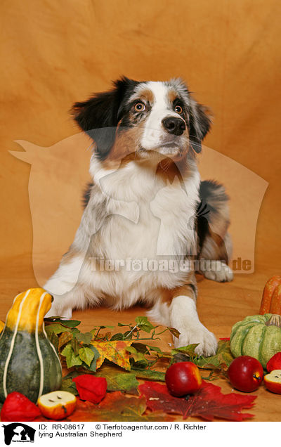 liegender Australian Shepherd / lying Australian Shepherd / RR-08617