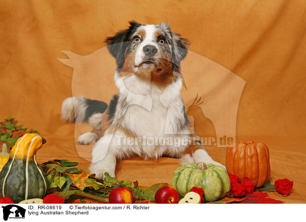 lying Australian Shepherd / RR-08619