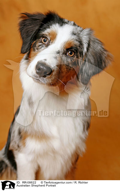 Australian Shepherd Portrait / RR-08622