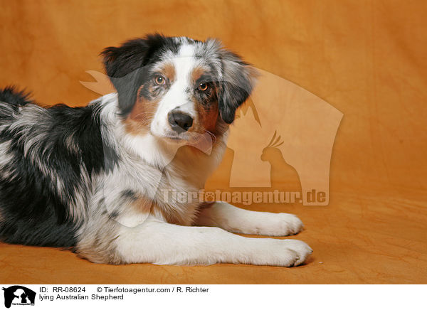 lying Australian Shepherd / RR-08624