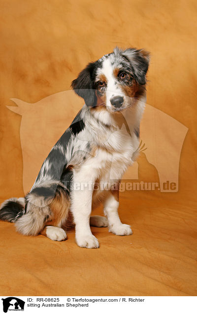 sitting Australian Shepherd / RR-08625