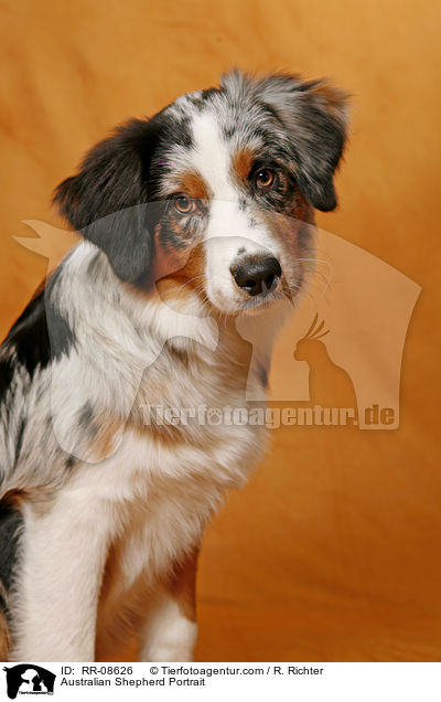 Australian Shepherd Portrait / RR-08626