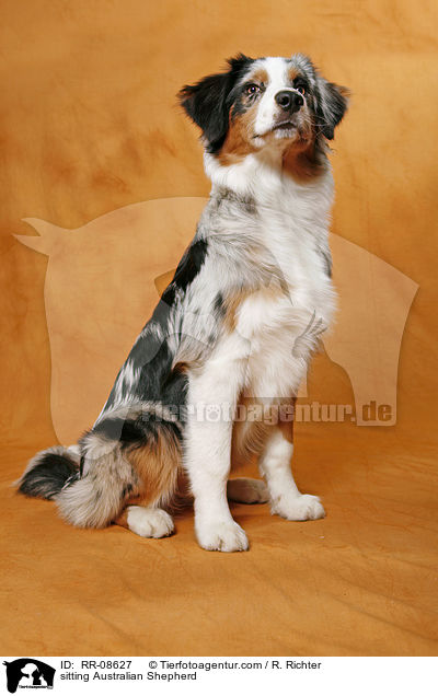 sitting Australian Shepherd / RR-08627