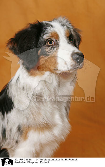 Australian Shepherd Portrait / RR-08628