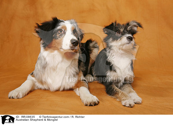 Australian Shepherd & Mongrel / RR-08635