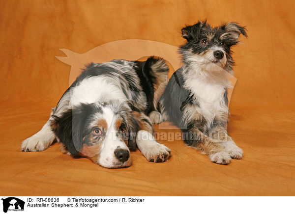 Australian Shepherd & Mongrel / RR-08636