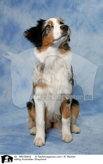 sitting Australian Shepherd / RR-08642