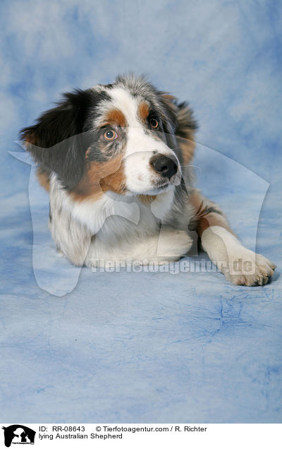 liegender Australian Shepherd / lying Australian Shepherd / RR-08643