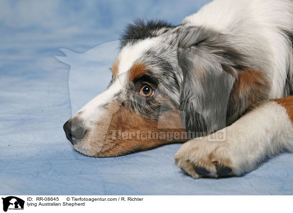 lying Australian Shepherd / RR-08645