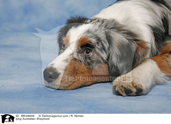 lying Australian Shepherd / RR-08646