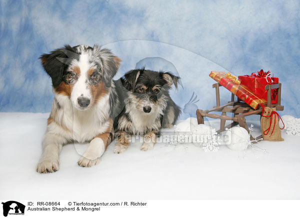 Australian Shepherd & Mischling / Australian Shepherd & Mongrel / RR-08664