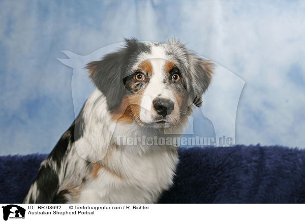 Australian Shepherd Portrait / RR-08692