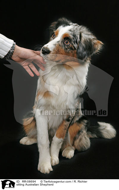 sitting Australian Shepherd / RR-08694