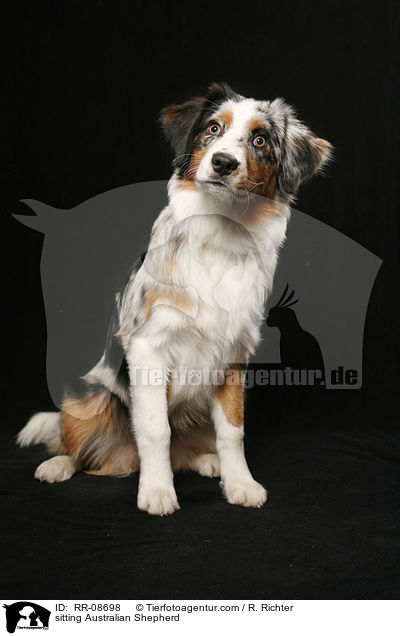 sitting Australian Shepherd / RR-08698