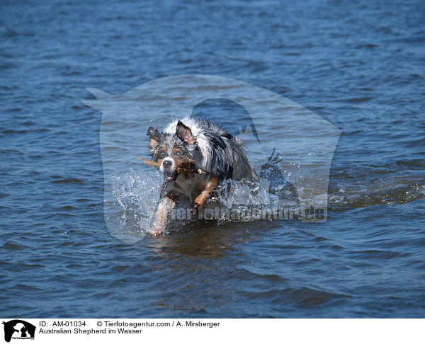 Australian Shepherd im Wasser / Australian Shepherd im Wasser / AM-01034