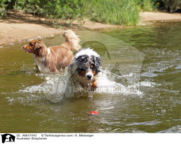 Australian Shepherds / AM-01043