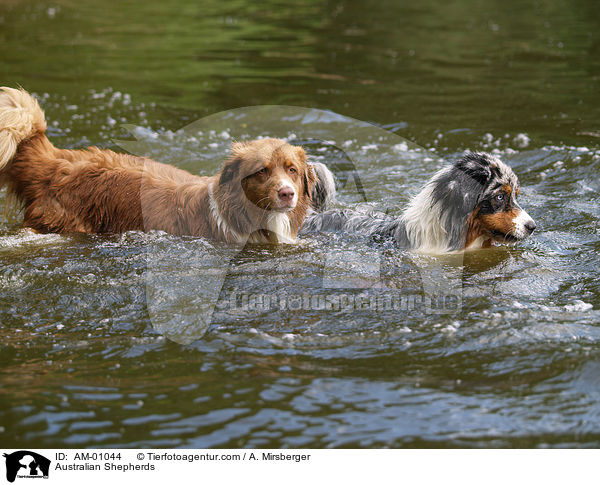 Australian Shepherds / AM-01044
