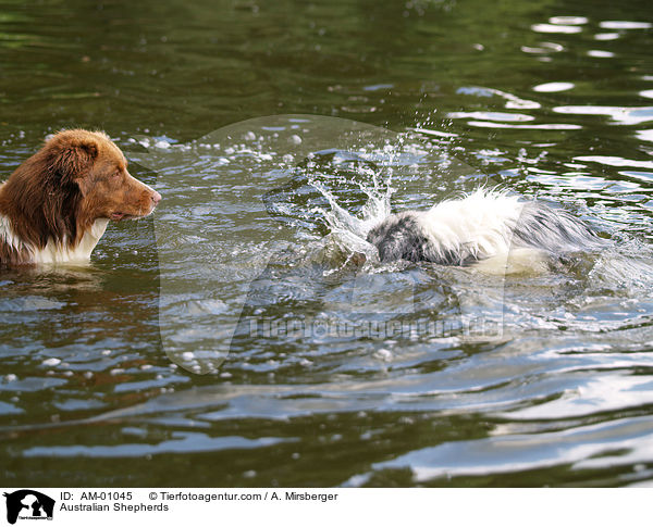 Australian Shepherds / AM-01045