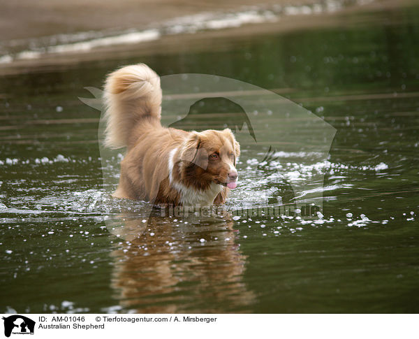 Australian Shepherd / AM-01046