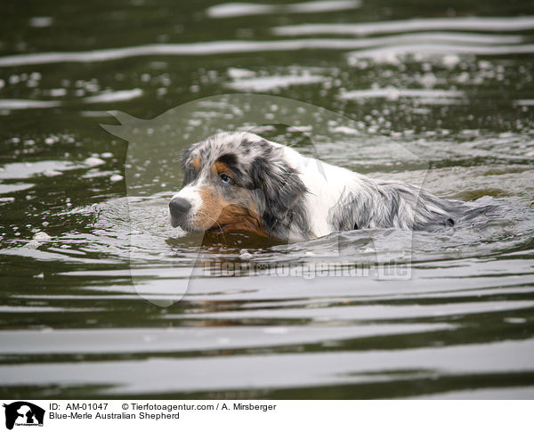 Blue-Merle Australian Shepherd / AM-01047