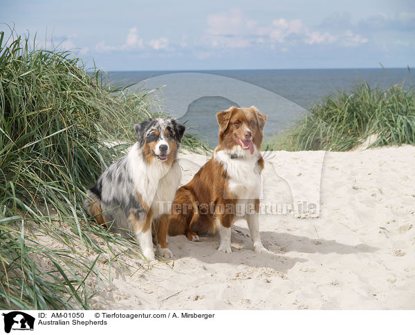 Australian Shepherds / AM-01050