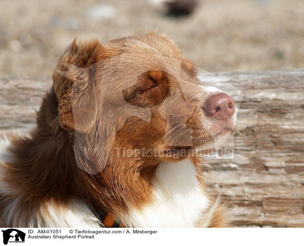 Australian Shepherd Portrait / Australian Shepherd Portrait / AM-01051