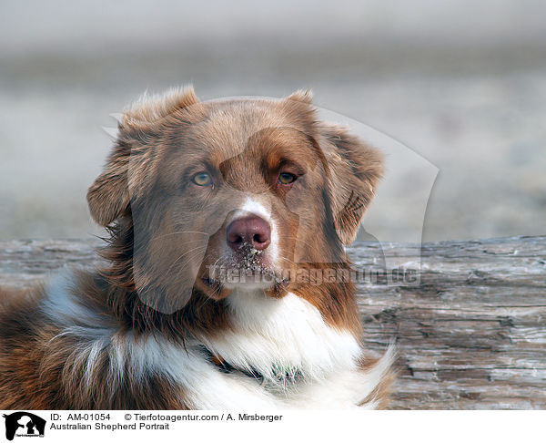 Australian Shepherd Portrait / AM-01054