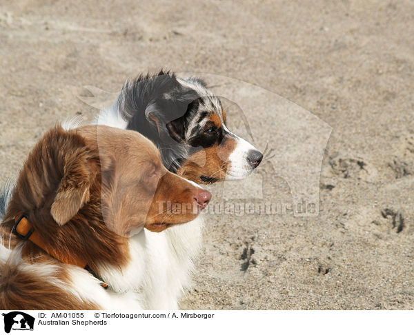 Australian Shepherds / AM-01055