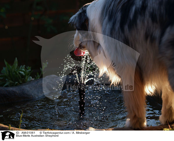 Blue-Merle Australian Shepherd / AM-01061