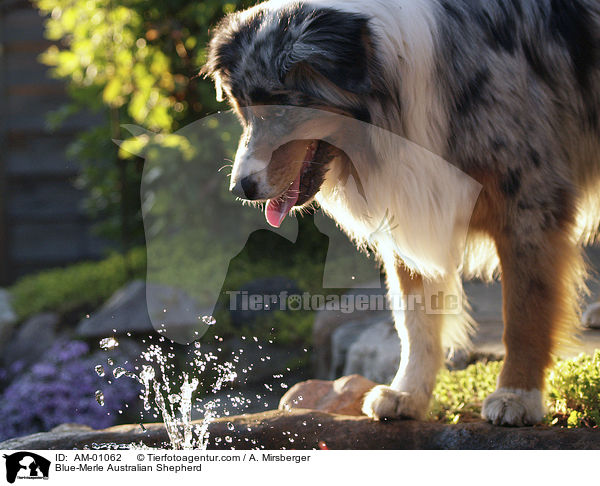 Blue-Merle Australian Shepherd / AM-01062