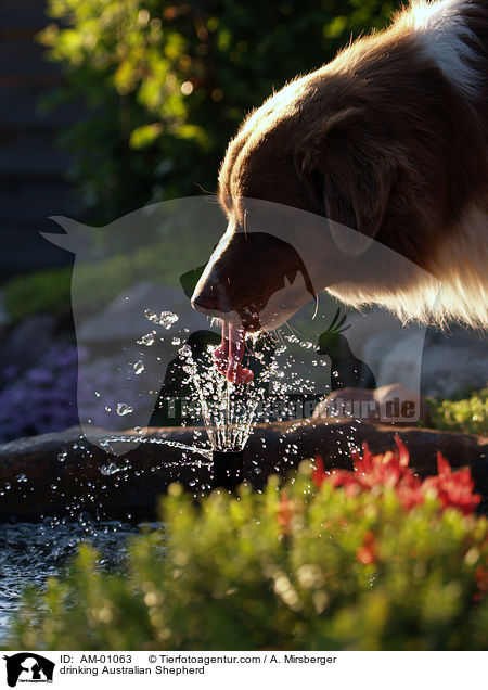 drinking Australian Shepherd / AM-01063