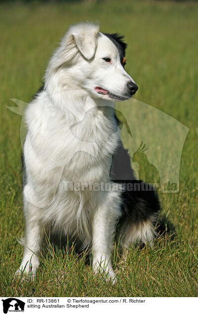 sitting Australian Shepherd / RR-13861