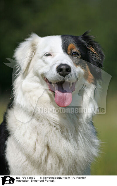 Australian Shepherd Portrait / RR-13862