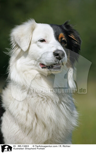 Australian Shepherd Portrait / RR-13863