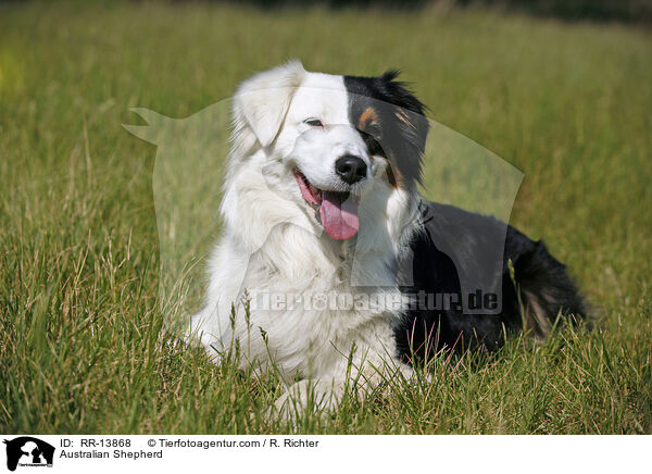 Australian Shepherd / RR-13868
