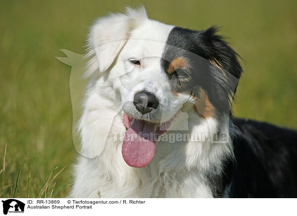 Australian Shepherd Portrait / RR-13869