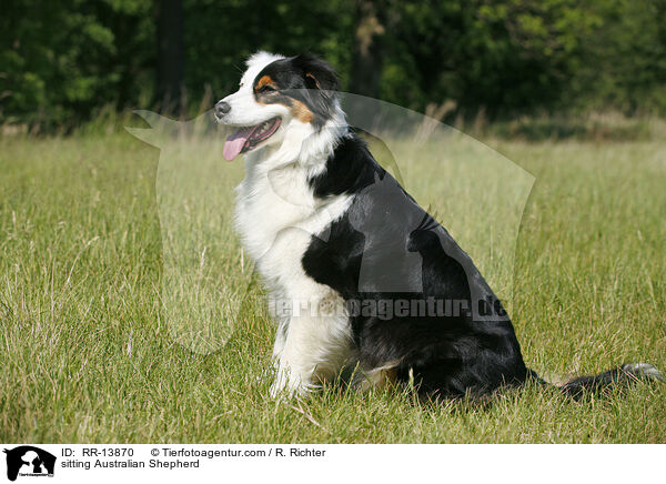 sitting Australian Shepherd / RR-13870