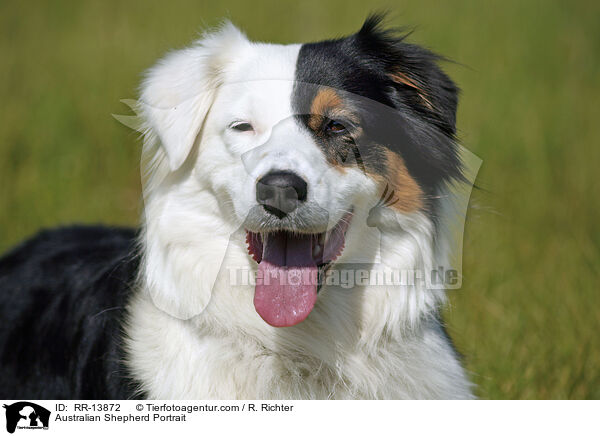 Australian Shepherd Portrait / RR-13872