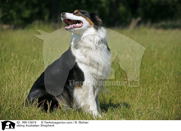 sitting Australian Shepherd / RR-13874
