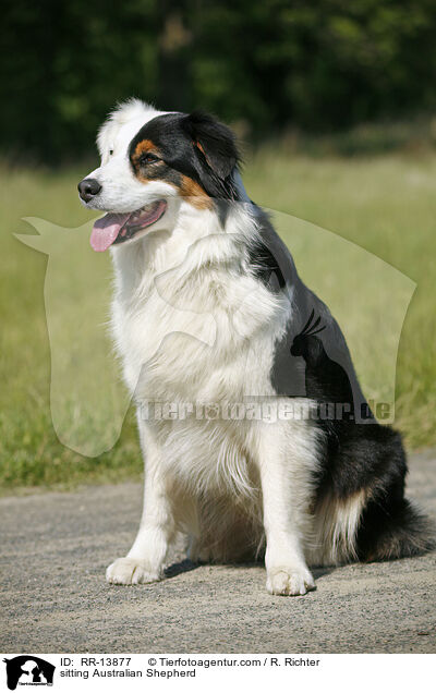 sitting Australian Shepherd / RR-13877