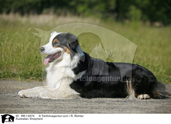 Australian Shepherd / RR-13879