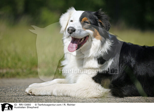 Australian Shepherd / RR-13880