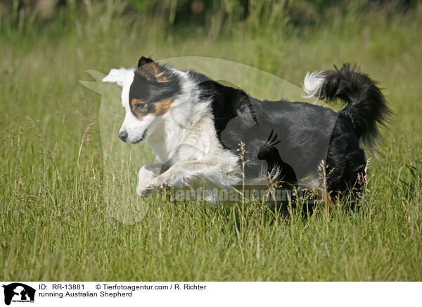 running Australian Shepherd / RR-13881