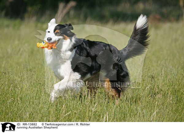 running Australian Shepherd / RR-13882