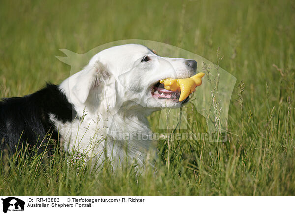 Australian Shepherd Portrait / RR-13883