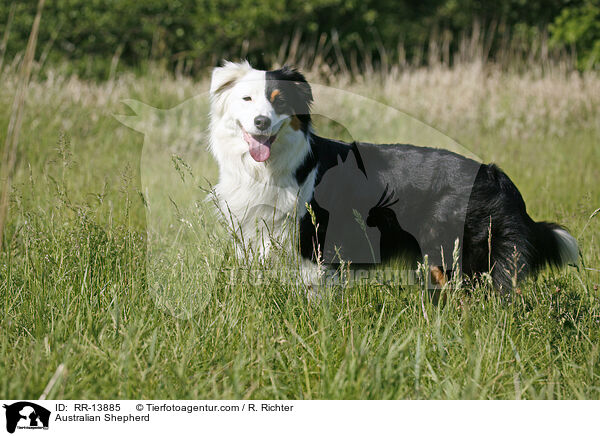 Australian Shepherd / RR-13885