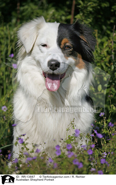 Australian Shepherd Portrait / RR-13887