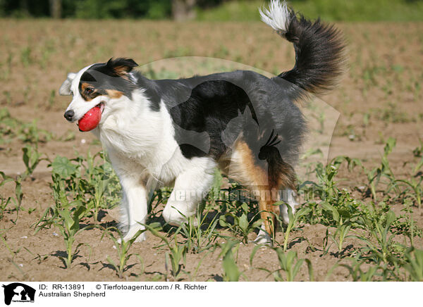 Australian Shepherd / RR-13891