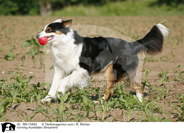 running Australian Shepherd / RR-13892